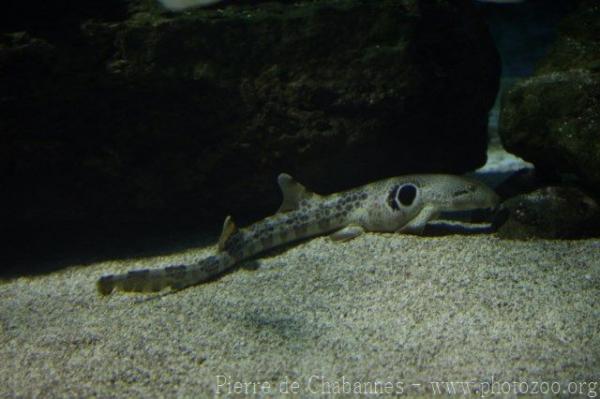 Speckled carpetshark