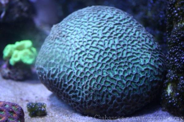 Verwey's brain coral