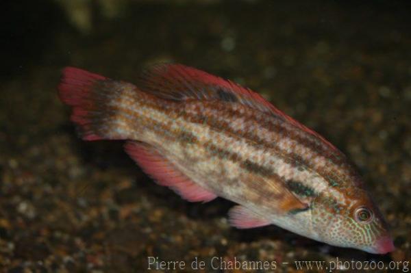 Baillon’s wrasse