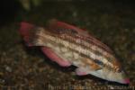 Baillon’s wrasse