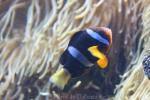 Yellowtail clownfish