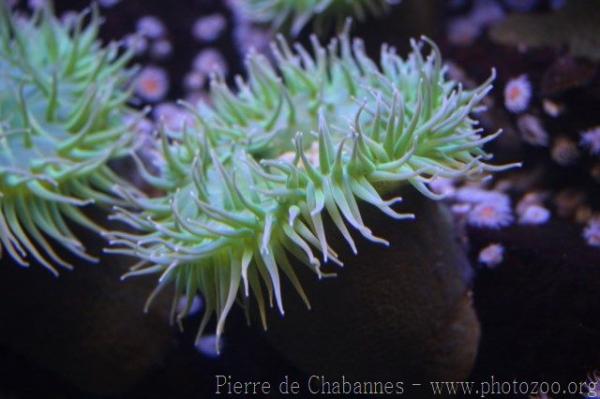 Giant green anemone