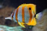 Copperband butterflyfish