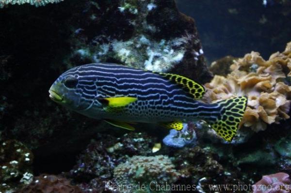 Yellowbanded sweetlips