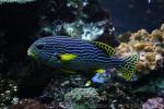 Yellowbanded sweetlips