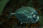 Atlantic moonfish