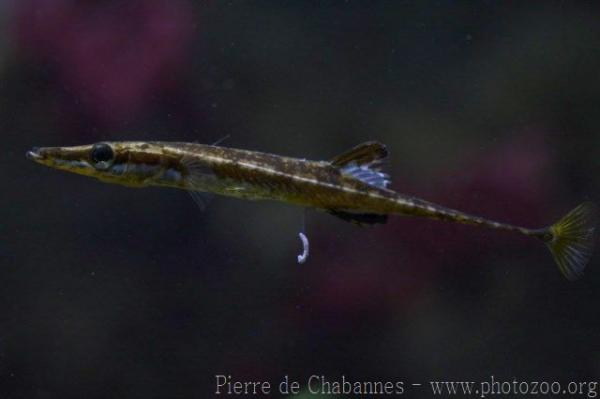 Sea stickleback