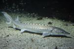 Atlantic sturgeon