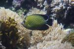 Goldspotted angelfish