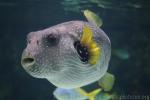 White-spotted puffer