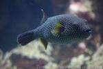 Guineafowl puffer