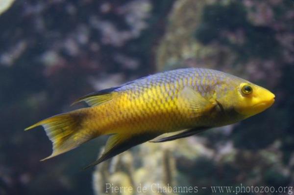 Spanish hogfish