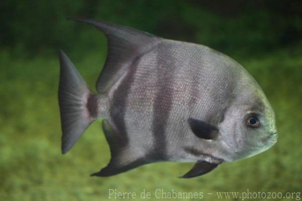 Atlantic spadefish