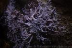 Northern basket-star