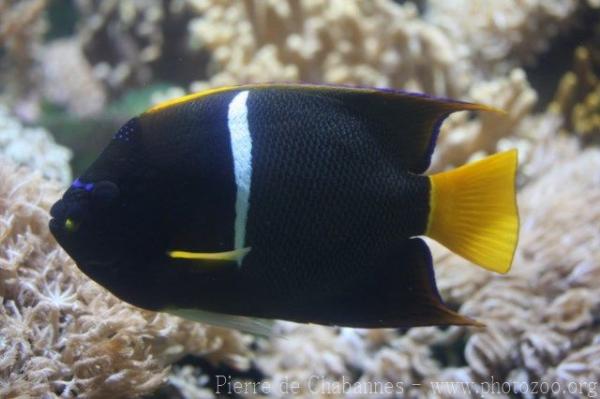 King angelfish