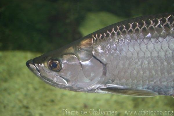 Atlantic tarpon