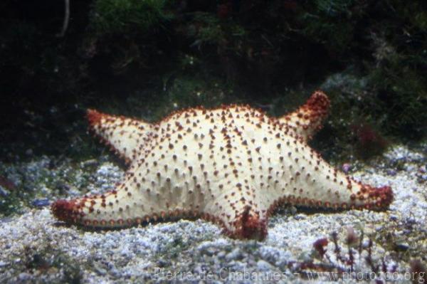 Red cushion sea star