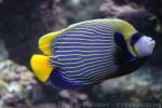 Emperor angelfish