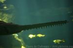 Largetooth sawfish