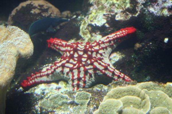 Red-knobbed starfish