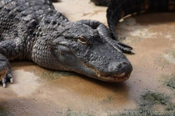 American alligator