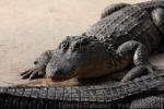 American alligator