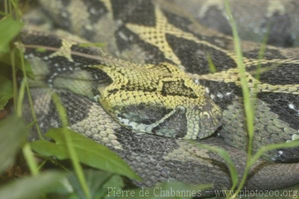 Ethiopian mountain adder