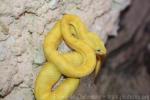 Eyelash palm viper