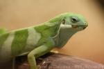 Fiji banded iguana