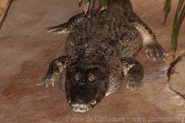 Yacare caiman