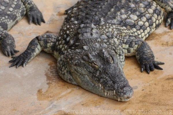 Nile crocodile