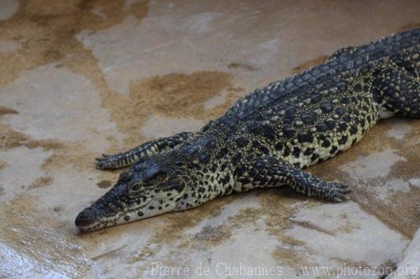 Cuban crocodile