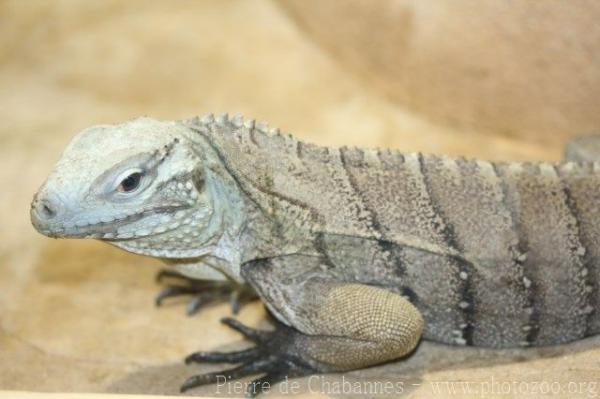 Grand Cayman blue iguana