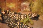 Gila monster