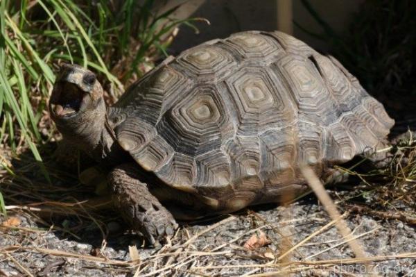 Hermann’s Tortoise