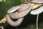 Malabar pitviper