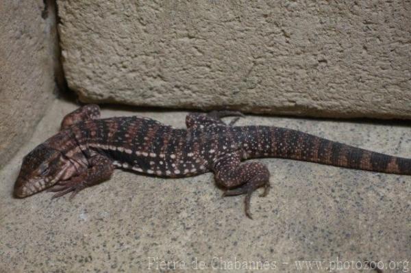 Red tegu