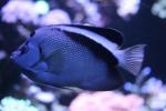 Griffis angelfish