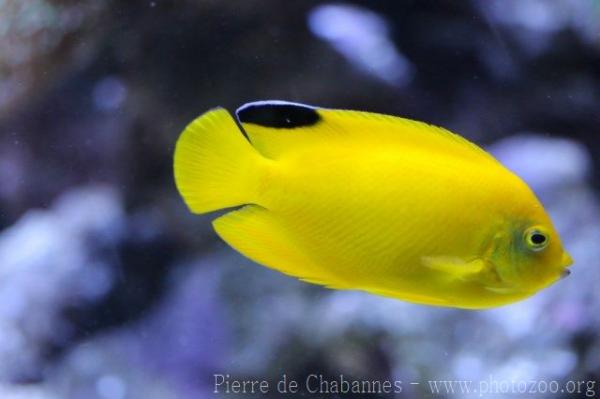 Woodhead's angelfish