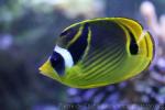 Racoon butterflyfish