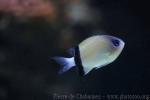 Black-bar chromis