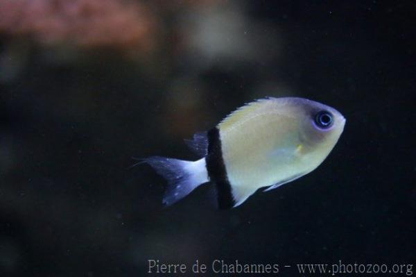 Black-bar chromis