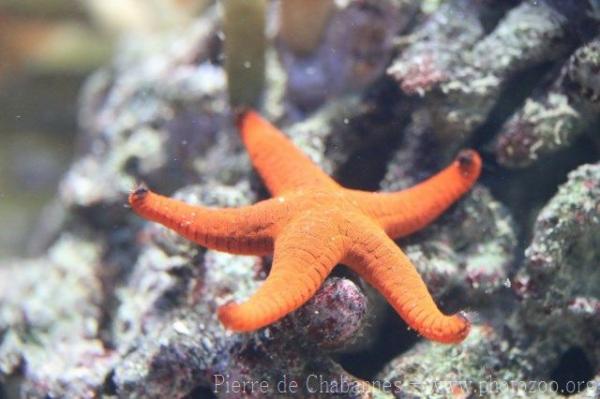 Indian starfish