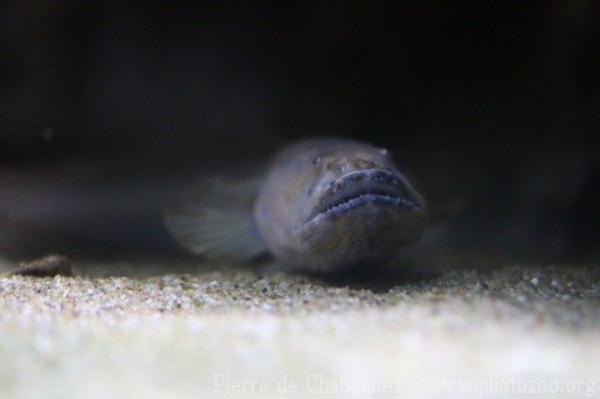 Violet goby