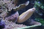 Goldentail moray