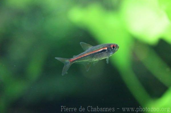 Amapa tetra