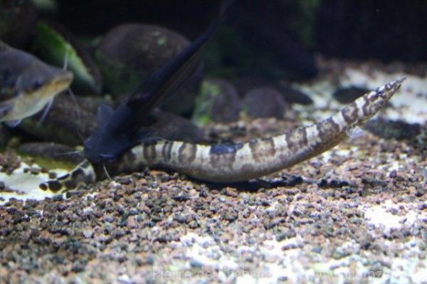 Tanganyika spiny-eel