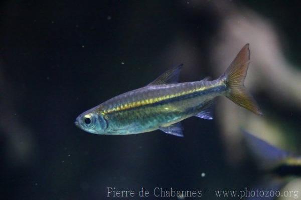 Sharptooth tetra