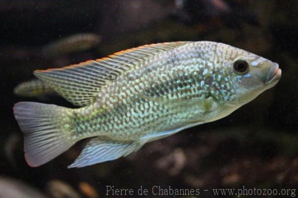 Tanganyika tilapia