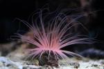 Giant tube anemone